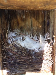 Tree Swallow nest at RCP